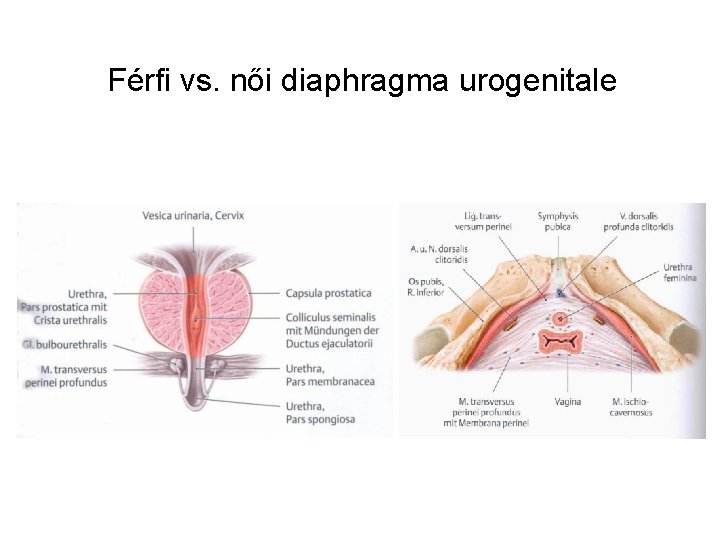 Férfi vs. női diaphragma urogenitale 