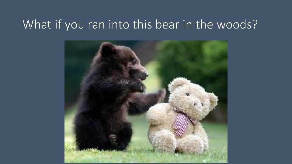 What if you ran into this bear in the woods? What if you ran into this bear in the woods?