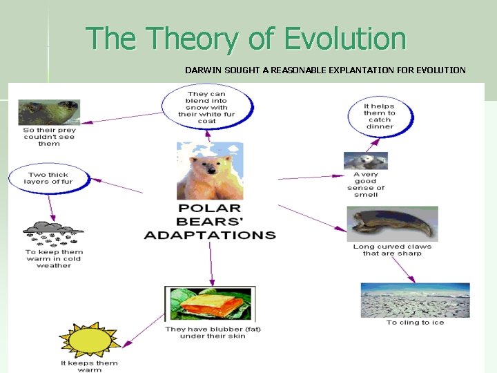 The Theory of Evolution DARWIN SOUGHT A REASONABLE EXPLANTATION FOR EVOLUTION 