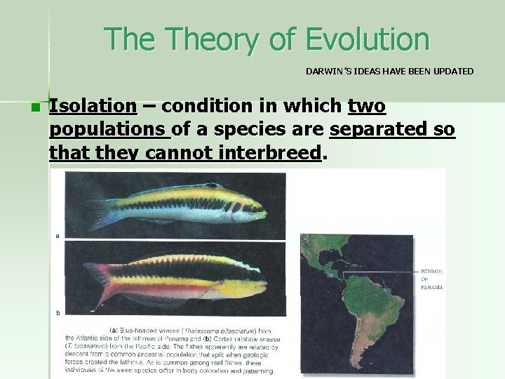 The Theory of Evolution DARWIN’S IDEAS HAVE BEEN UPDATED n Isolation – condition in