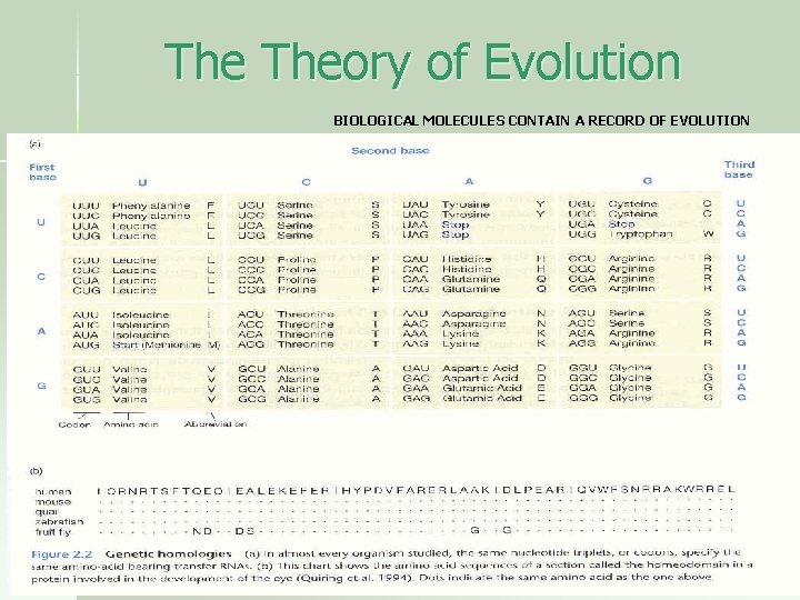 The Theory of Evolution BIOLOGICAL MOLECULES CONTAIN A RECORD OF EVOLUTION 