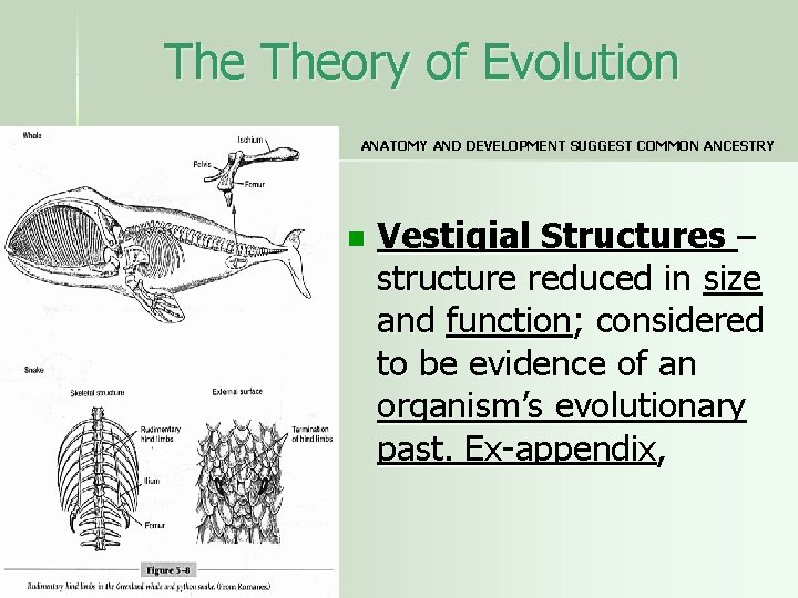 The Theory of Evolution ANATOMY AND DEVELOPMENT SUGGEST COMMON ANCESTRY n Vestigial Structures –