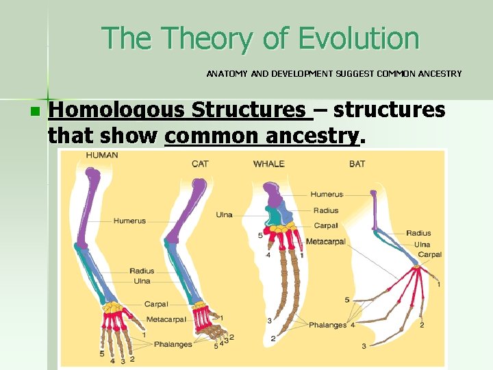 The Theory of Evolution ANATOMY AND DEVELOPMENT SUGGEST COMMON ANCESTRY n Homologous Structures –