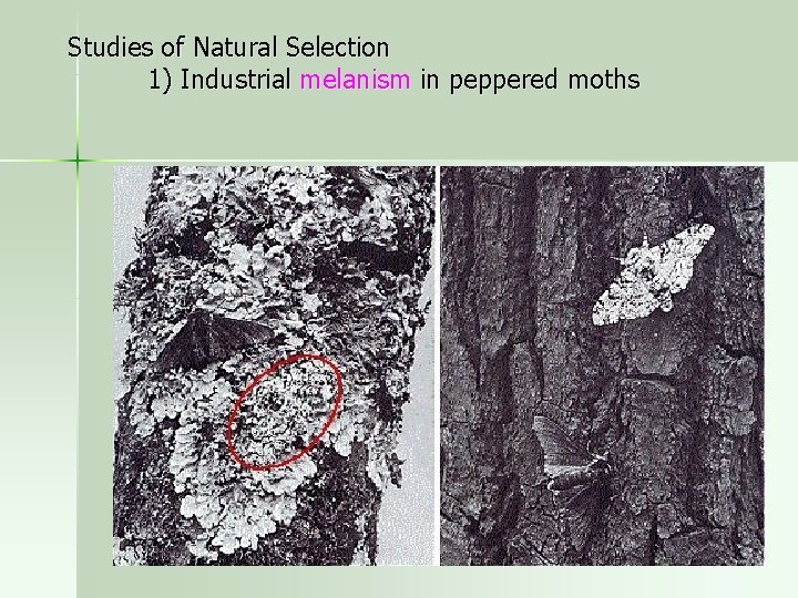 Studies of Natural Selection 1) Industrial melanism in peppered moths 