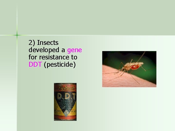 2) Insects developed a gene for resistance to DDT (pesticide) 