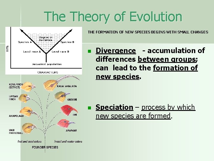 The Theory of Evolution THE FORMATION OF NEW SPECIES BEGINS WITH SMALL CHANGES n