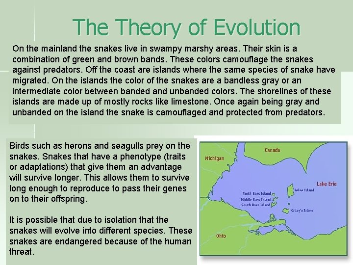 The Theory of Evolution On the mainland the snakes live in swampy marshy areas.