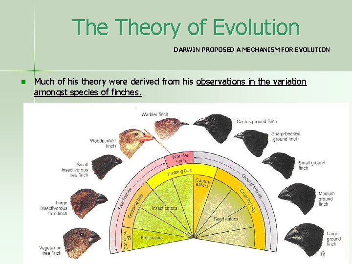 The Theory of Evolution DARWIN PROPOSED A MECHANISM FOR EVOLUTION n Much of his