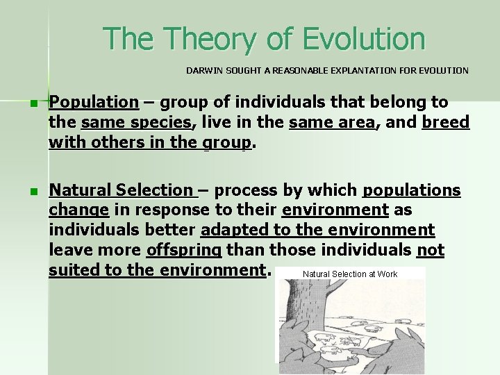 The Theory of Evolution DARWIN SOUGHT A REASONABLE EXPLANTATION FOR EVOLUTION n Population –