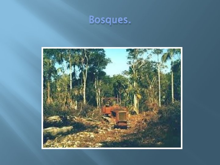 Bosques. 