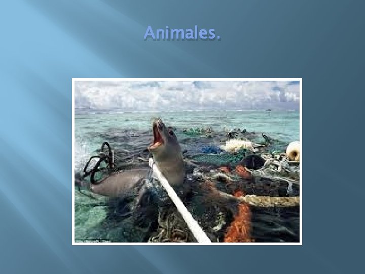 Animales. 