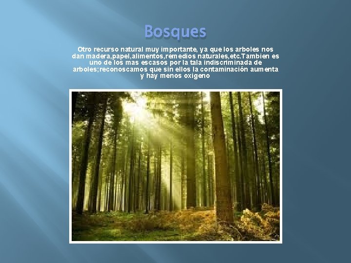 Bosques Otro recurso natural muy importante, ya que los arboles nos dan madera, papel,