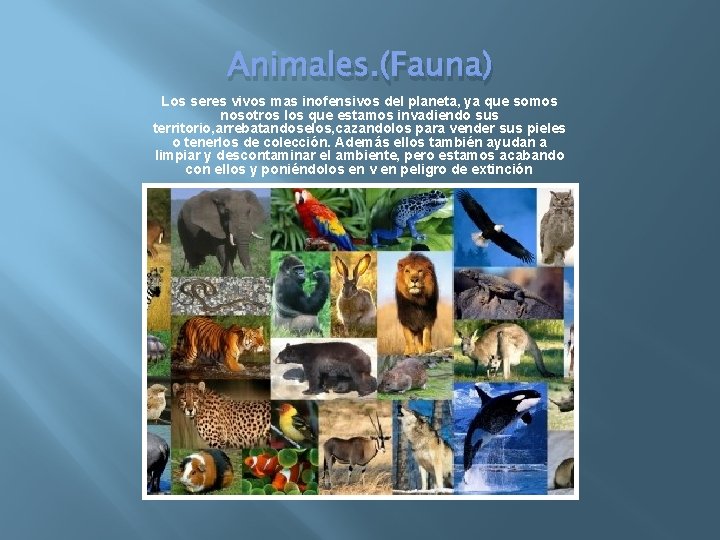 Animales. (Fauna) Los seres vivos mas inofensivos del planeta, ya que somos nosotros los
