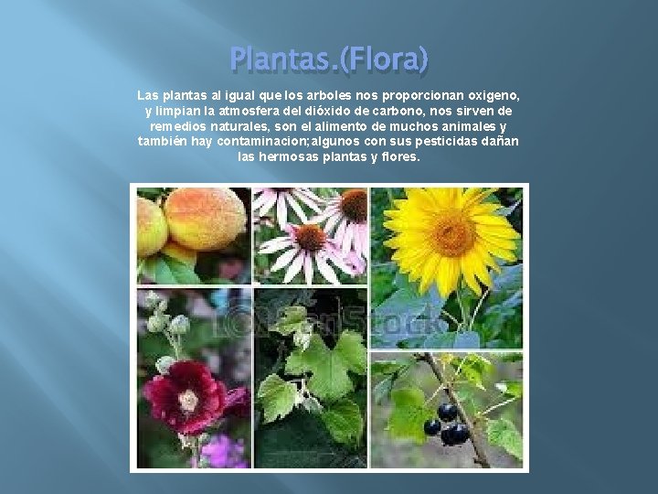 Plantas. (Flora) Las plantas al igual que los arboles nos proporcionan oxigeno, y limpian