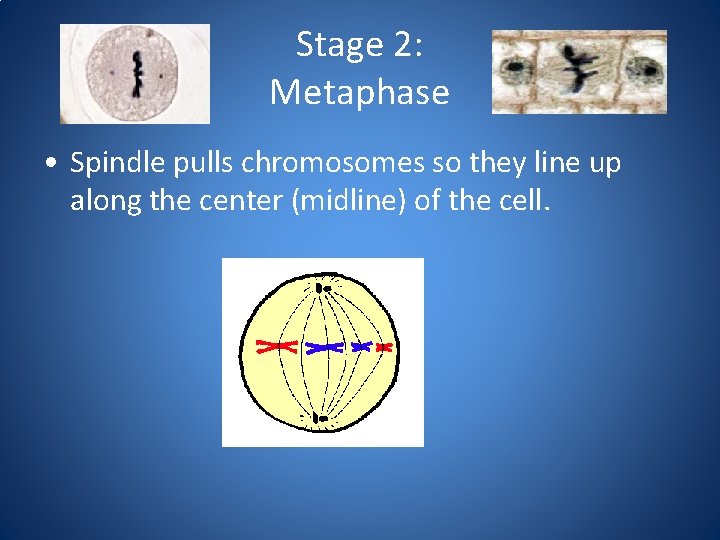 Stage 2: Metaphase • Spindle pulls chromosomes so they line up along the center