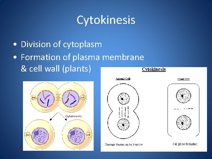 Cytokinesis • Division of cytoplasm • Formation of plasma membrane & cell wall (plants)