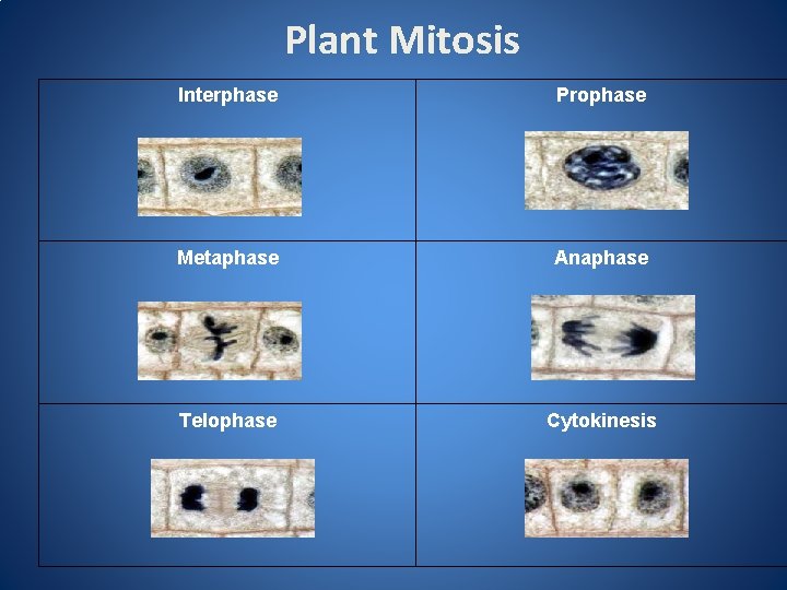Plant Mitosis Interphase Prophase Metaphase Anaphase Telophase Cytokinesis 