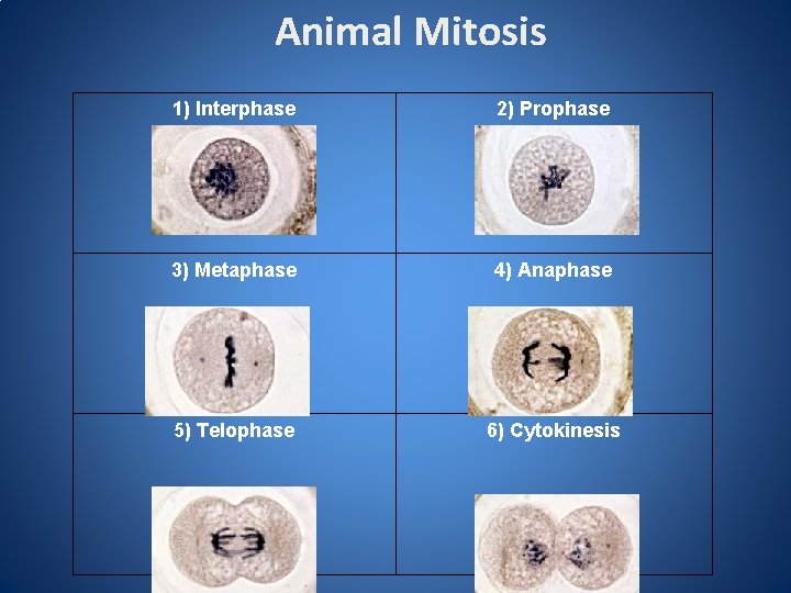 Animal Mitosis 1) Interphase 2) Prophase 3) Metaphase 4) Anaphase 5) Telophase 6) Cytokinesis