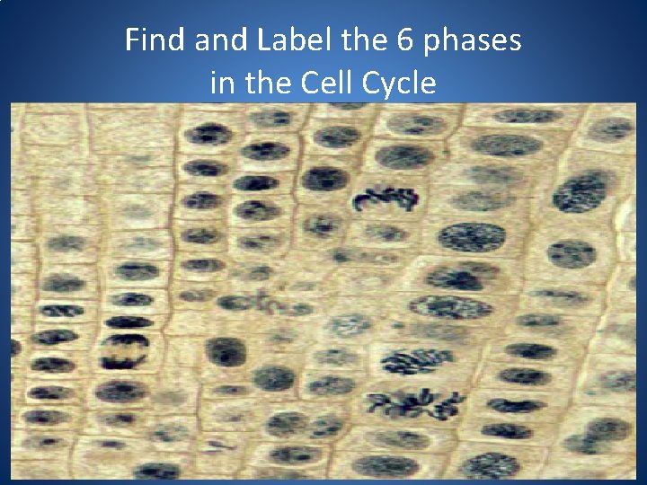 Find and Label the 6 phases in the Cell Cycle 