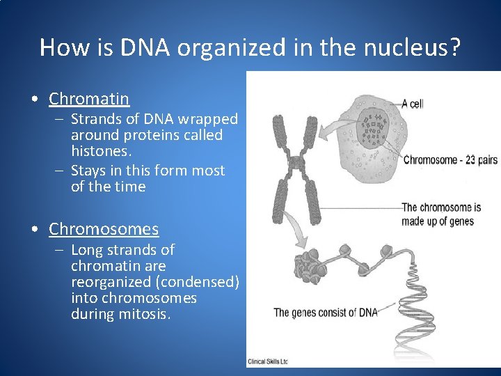How is DNA organized in the nucleus? • Chromatin – Strands of DNA wrapped