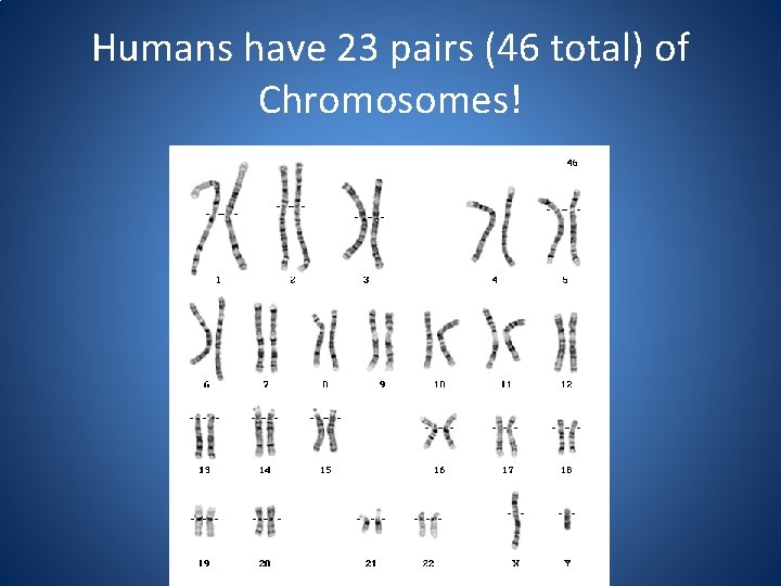 Humans have 23 pairs (46 total) of Chromosomes! 