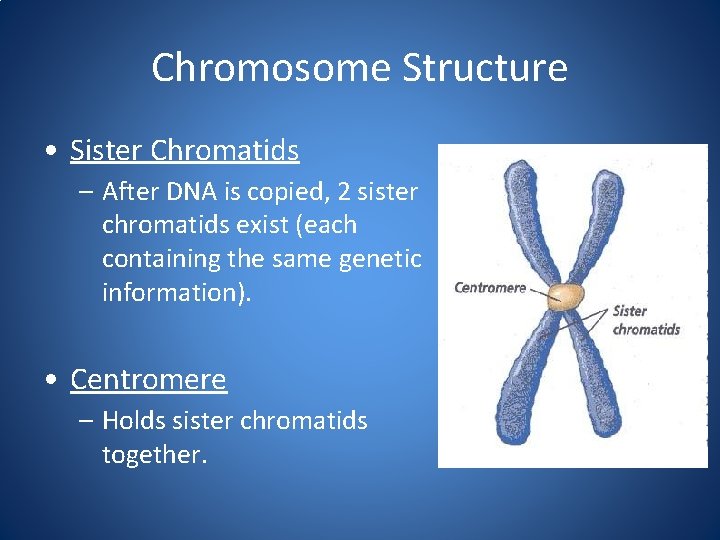 Chromosome Structure • Sister Chromatids – After DNA is copied, 2 sister chromatids exist