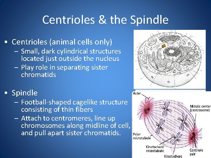 Centrioles & the Spindle • Centrioles (animal cells only) – Small, dark cylindrical structures