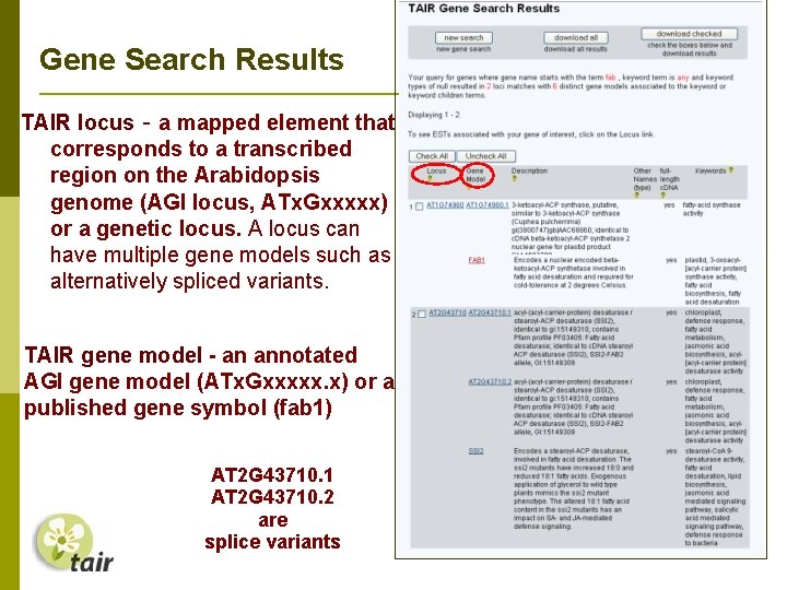 Gene Search Results TAIR locus - a mapped element that corresponds to a transcribed