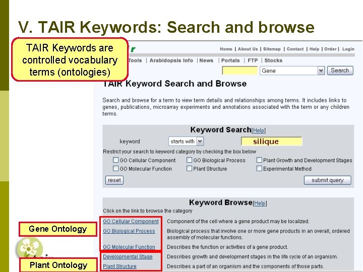 V. TAIR Keywords: Search and browse TAIR Keywords are controlled vocabulary terms (ontologies) silique