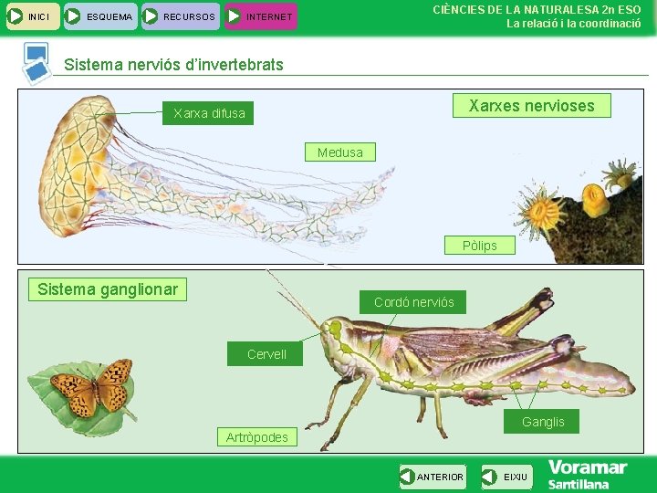 INICI ESQUEMA RECURSOS CIÈNCIES DE LA NATURALESA 2 n ESO La relació i la