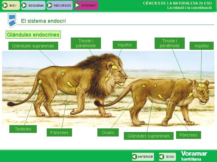 INICI ESQUEMA RECURSOS CIÈNCIES DE LA NATURALESA 2 n ESO La relació i la