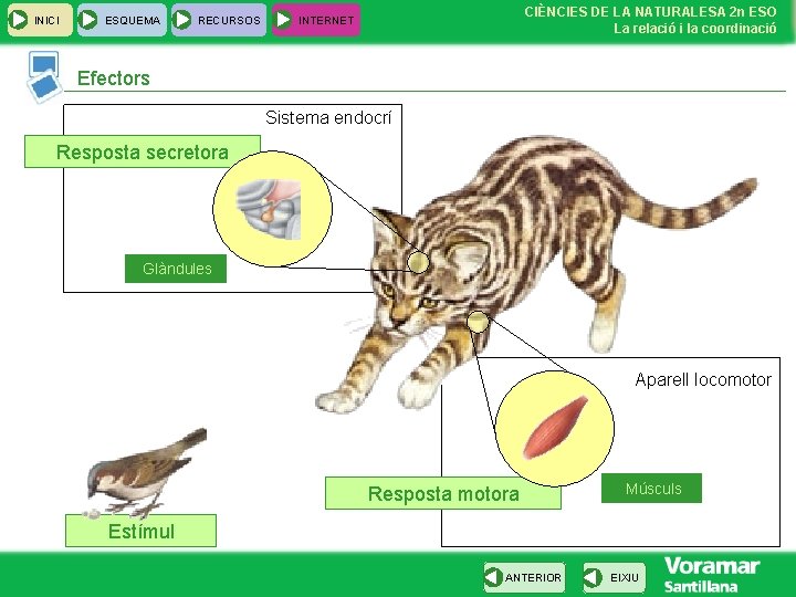 INICI ESQUEMA RECURSOS CIÈNCIES DE LA NATURALESA 2 n ESO La relació i la