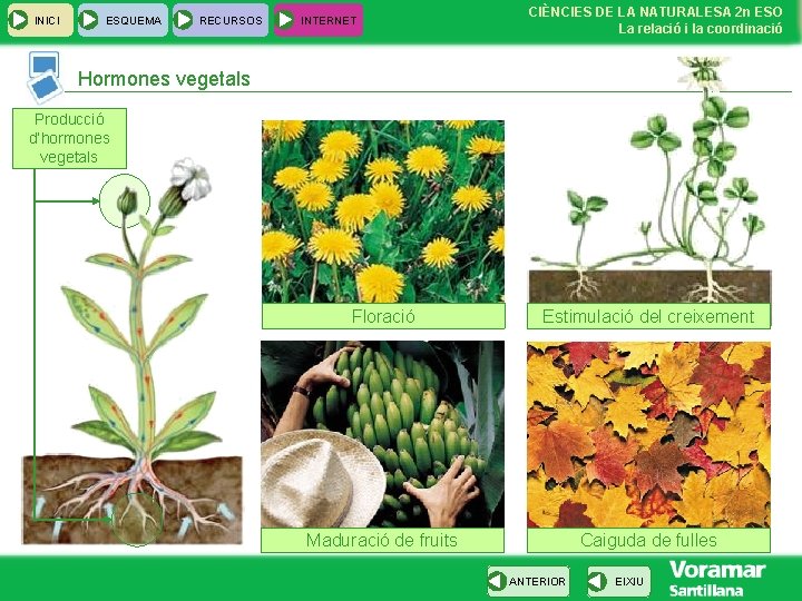 INICI ESQUEMA RECURSOS INTERNET CIÈNCIES DE LA NATURALESA 2 n ESO La relació i