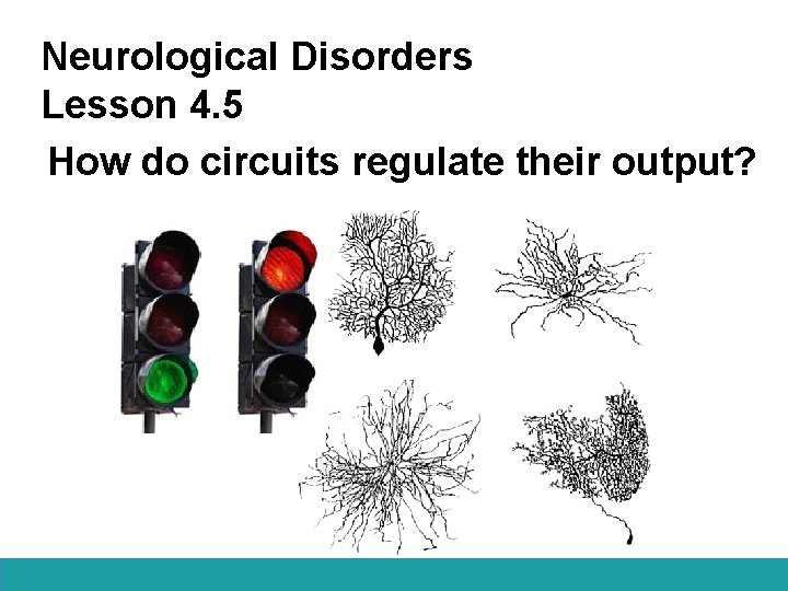 Neurological Disorders Lesson 4. 5 How do circuits regulate their output? 