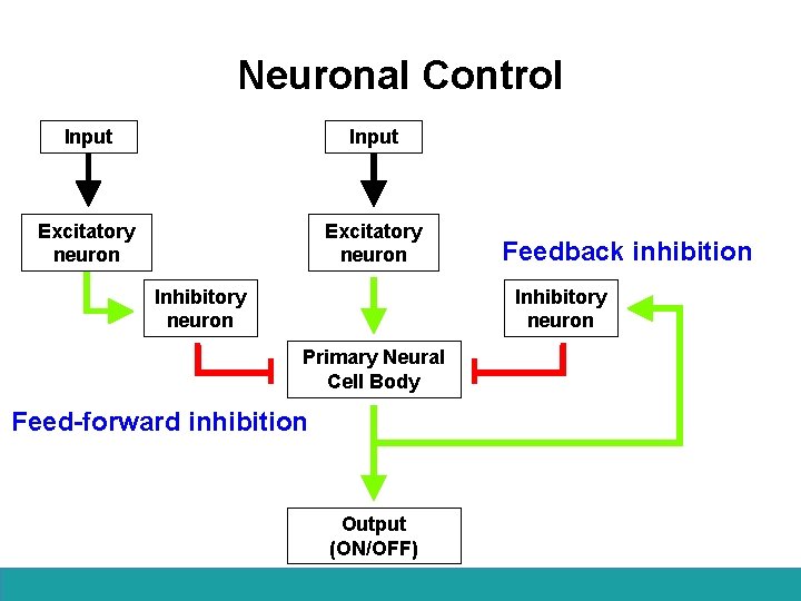 Neuronal Control Input Excitatory neuron Inhibitory neuron Feedback inhibition Inhibitory neuron Primary Neural Cell