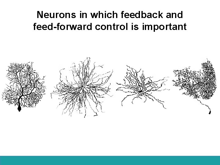 Neurons in which feedback and feed-forward control is important 