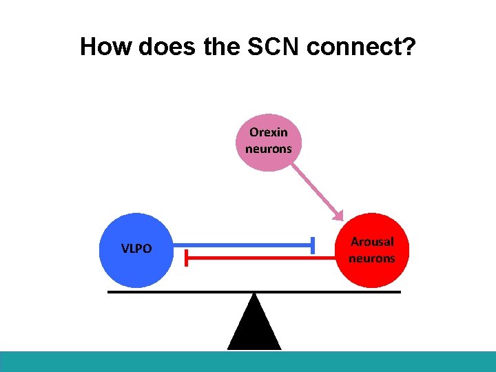 How does the SCN connect? Orexin neurons VLPO Arousal neurons 