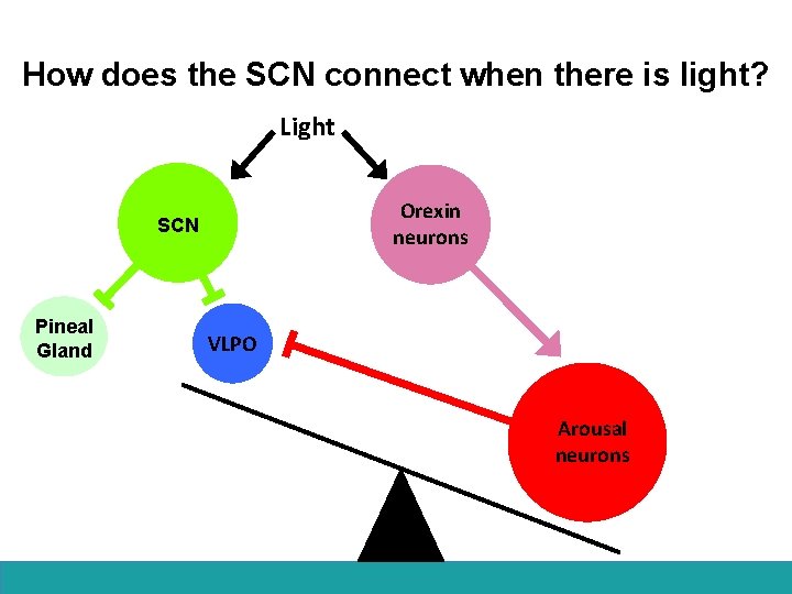 How does the SCN connect when there is light? Light Orexin neurons SCN Pineal