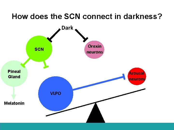 How does the SCN connect in darkness? Dark Orexin neurons SCN Pineal Gland Arousal