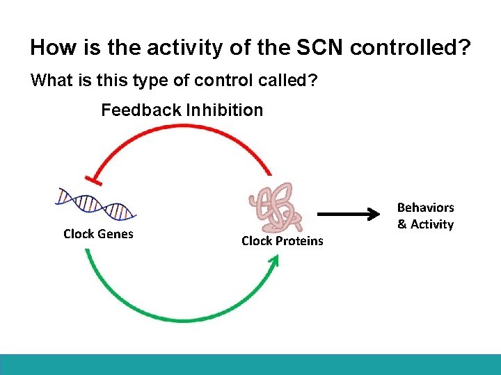 How is the activity of the SCN controlled? What is this type of control