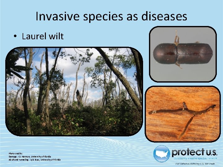 Invasive species as diseases • Laurel wilt Photo credits: Damage: CL Harmon, University of