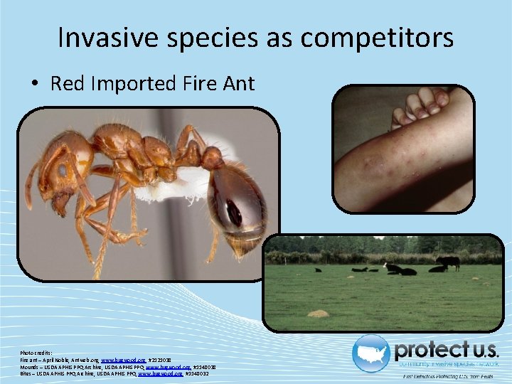 Invasive species as competitors • Red Imported Fire Ant Photo credits: Fire ant –