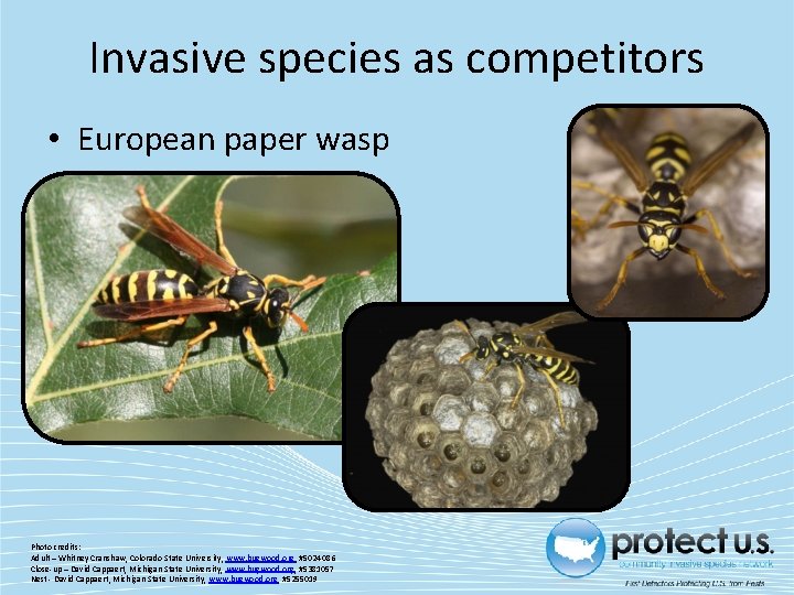 Invasive species as competitors • European paper wasp Photo credits: Adult – Whitney Cranshaw,