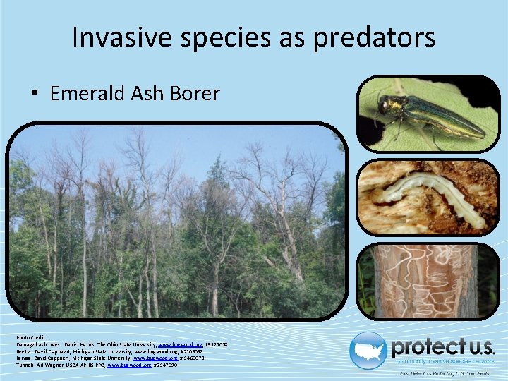 Invasive species as predators • Emerald Ash Borer Photo Credit: Damaged ash trees: Daniel