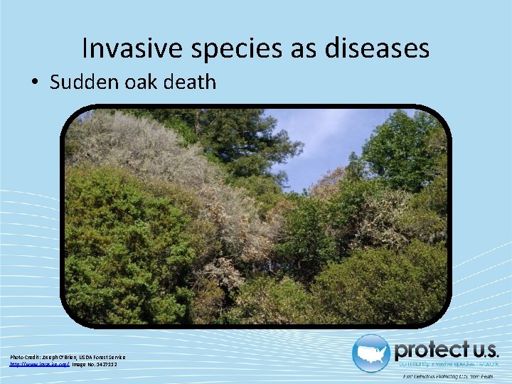 Invasive species as diseases • Sudden oak death Photo Credit: Joseph O’Brien, USDA Forest