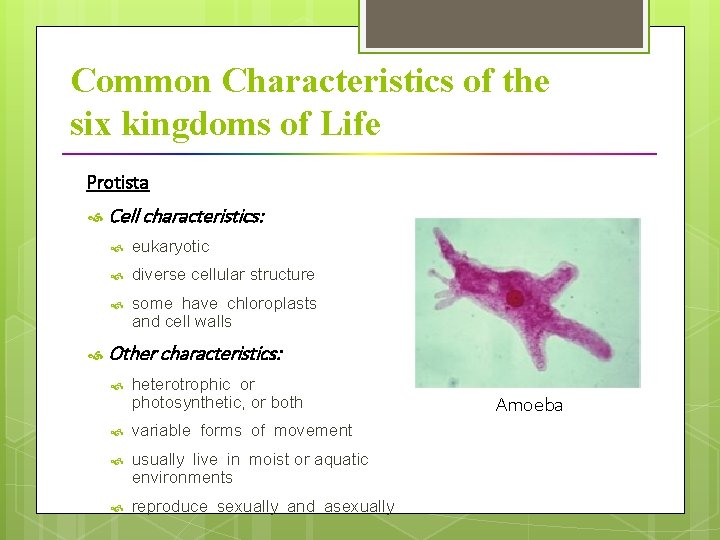 Common Characteristics of the six kingdoms of Life Protista Cell characteristics: eukaryotic diverse cellular