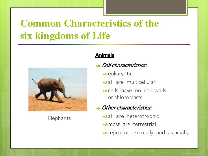 Common Characteristics of the six kingdoms of Life Animals Cell characteristics: eukaryotic all are multicellular cells have no cell walls 