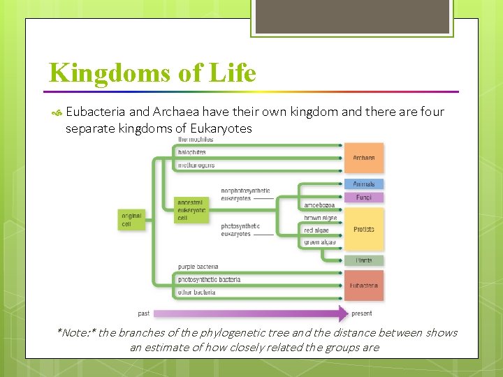 Kingdoms of Life Eubacteria and Archaea have their own kingdom and there are four