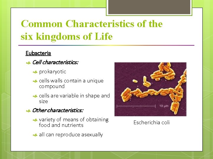 Common Characteristics of the six kingdoms of Life Eubacteria Cell characteristics: prokaryotic cells walls