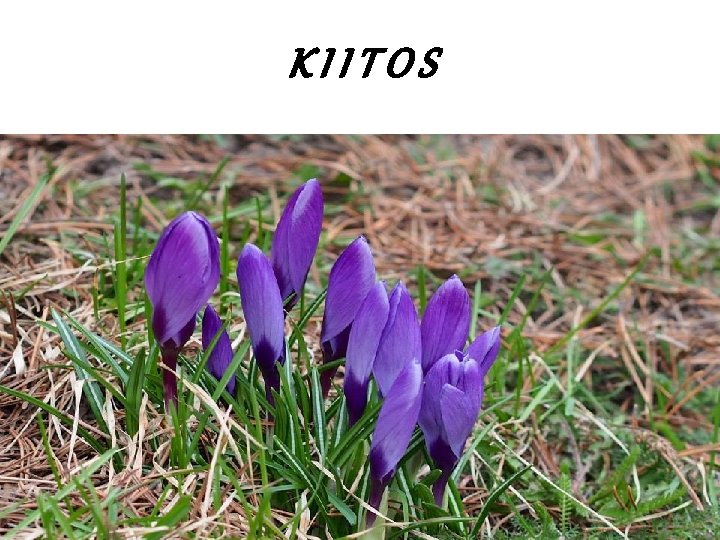 KIITOS 